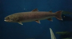 Taimen sakhalinsky